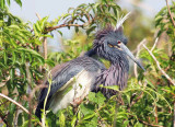 Heron in its Finest Courtship Color and Feathers