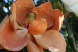 Magnolia Grandiflora in faded glory