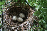 Cardinals nest in my Fern Basket
