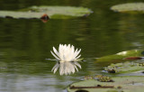 A Lone Lily