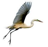 Great White Egret in flight 