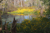 Early Autumn Morning in a Louisiana Swamp