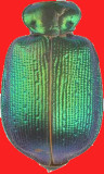 beetle body 2.jpg