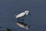 Egret