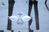 Heart Swans