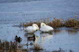 Sleeping Swans