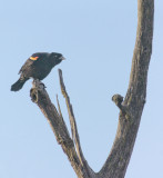 Red wing blackbird