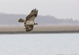 Carrying lunch