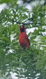 Male Cardinal