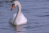 Swan Front.