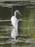 Propeller Egret