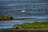 American White Pelican