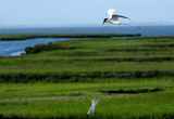 Terns taking turns.