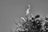 Egrets Black and White