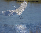 Egret Flight