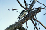 Red Belly Woodpecker