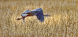 Heron Flight 