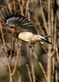 Red  Bellied Flight