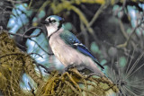 Blue Jay