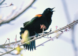 Red Wing Blackbird
