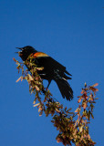 Red Wing Blackbird