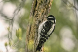 Female Downy Woodpecker