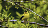 American Gold Finch