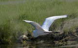 Egret flight
