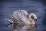 Swan