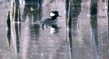 Merganser