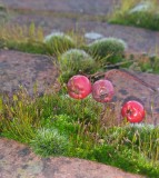 Moss and berries