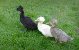 Three Ducklings