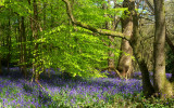 Banstead Bluebells