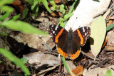 March 22nd 2012 - Butterfly - 0367.jpg