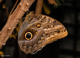 Owl Butterfly