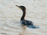 Double Crested Cormorant 2