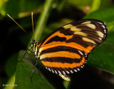 Tiger Heliconian or Tiger-striped Longwing