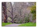 Smoky- Cades Cove wild turkey.jpg