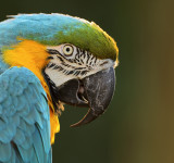  Our 13 year old male macaw Beto in our garden this morning.... 