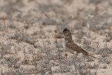 Lesser Short-toed Lark