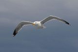 Herring Gull