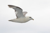 Fulmar