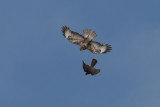 Buzzard/Sparrowhawk Combat