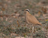 Cream Coloured Courser 