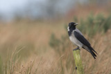 Hooded Crow