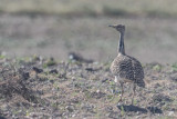 Houbara Bustard