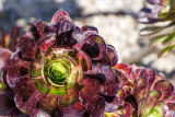 Cactus Flower, Montjuic, Barcelona