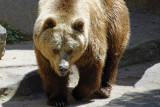 Brown Bear, Barcelona Zoo