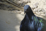 Nicobar Pigeon, Barcelona