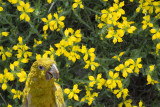 Yellow Parrot, Barcelona